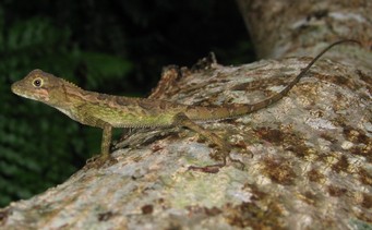 サキシマキノボリトカゲ